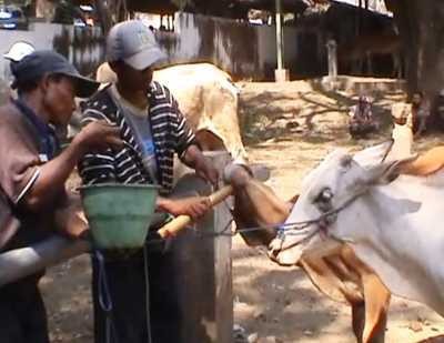 Jelang Idul Adha, Praktek Gelonggong Sapi di Situbondo Marak