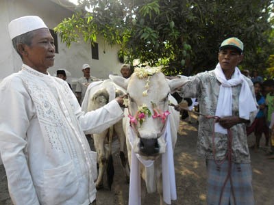 Ritual Manten Sapi, Syiar Memeriahkan Idul Adha
