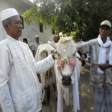 Ritual Manten Sapi, Syiar Memeriahkan Idul Adha