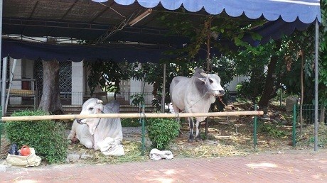 SBY Kurbankan Sapi Ongole Seberat 1 Ton