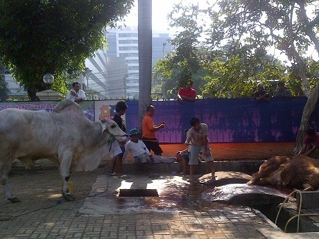 Suwarno Cidera Saat Taklukkan Sapi Wakapolri