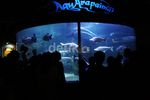 Idul Adha, Seaworld Ramai Pengunjung
