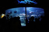 Pengunjung memadati Seaworld.