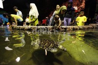 Penyu menyita perhatian anak-anak yang berkunjung ke Seaworld.