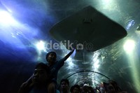 Ikan pari menarik perhatian pengunjung, terutama anak-anak.