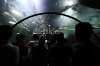 Pengunjung melihat sejumlah ikan dari terowongan akuarium Seaworld.