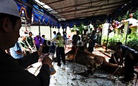 Hewan kurban dipotong di Masjid Agung Sunda Kelapa, Menteng Jakarta Pusat.
