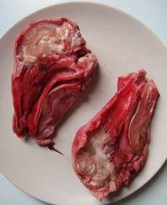 Mau Mengolah Jeroan Kambing? Perhatikan Hal Penting Ini!