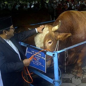 Sapi Kurban Pakde Karwo Lebih Berat dari Sapi SBY