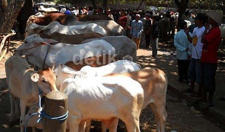 Pemprov Jabar Salurkan 1.081 Sapi