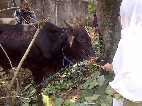 Lurah Susan Bersyukur Warga Lenteng Dapat Sumbangan Sapi dan Kambing