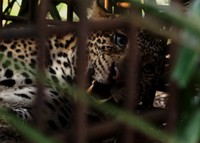 Macan yang biasa dipanggil Selang oleh penduduk setempat, ditangkap warga. (Tjandra)