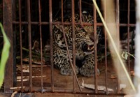 Selama ini, macan tersebut meresakan masyarakat setempat. (Tjandra)
