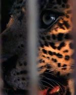 Macan Tutul Tertangkap Warga