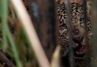Bagian hidung macan tampak terluka. (Tjandra)