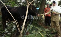 Sebelum sapi itu dipotong, Susan sempat memberikan makan ke sapi itu.