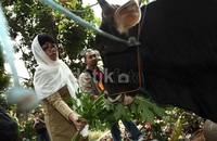 Sapi kurban tersebut berjenis limosin.