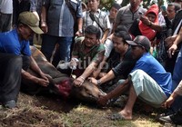 Setiap tahun saya selalu memotong sendiri, lebih afdol karena perintahnya seperti itu. Kita kurban, kita yang menyembelih sendiri. Seperti pengabdian, katanya. Noel/detikHOT.