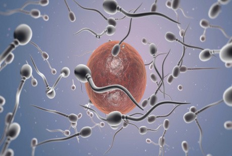 Hai Pria, Asupan Seperti Ini Penting bagi Anda yang Ingin Tambah Sperma