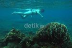 Menikmati Keindahan Bawah Laut Pulau Peucang
