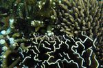 Menikmati Keindahan Bawah Laut Pulau Peucang