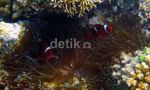 Menikmati Keindahan Bawah Laut Pulau Peucang