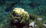 Menikmati Keindahan Bawah Laut Pulau Peucang