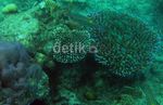 Menikmati Keindahan Bawah Laut Pulau Peucang