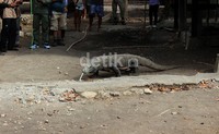 Komodo adalah binatang pemalas yang jarang bergerak, namun memiliki kecepatan tinggi. Jadi kalau sudah mulai berjalan-jalan seperti ini, siap-siap menjauh!