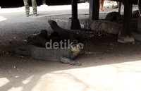 Komodo senang berada di tempat yang adem karena merupakan hewan berdarah dingin. Jika kepanasan mereka akan segera mencari tempat yang teduh.