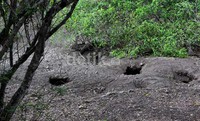 Begini rupa sarang Komodo. Lubang di dalam tanah sedalam 2 meter. Komodo bertelur sampai 15 butir. Yang menjadi anak 15-20 persen tergantung suhu.