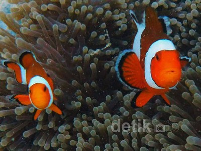 Si Nemo dari Pulau Peucang