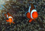 Si Nemo dari Pulau Peucang