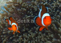 Ikan badut (clown fish) di terumbu karang taman laut Cihandarusa (clown fish), Pulau Peucang, Taman Nasional Ujung Kulon, Banten, Senin (14/10/2013).
