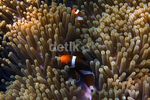 Si Nemo dari Pulau Peucang