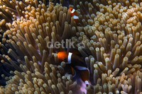 Ikan badut berukuran mungil. Panjangnya sekitar 5 sampai 11 cm saja.