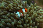 Si Nemo dari Pulau Peucang