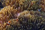 Si Nemo dari Pulau Peucang
