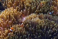 Ikan badut hidup di dasar laut dimana terdapat anemon. Ikan badut banyak terdapat di perairan hangat di lautan tropis Pasifik, laut merah, laut India dan Great Barrier Reef Australia.