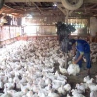 Bahan Baku Masih Impor, Harga Pakan Ternak Ayam Naik 10%