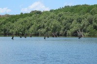 Kawasan hutan mangrove di Segaro Anak ini tidak ditempati oleh manusia. Namun, masyarakat sekitar sering datang untuk menangkap udang dan ikan di sana. Meski begitu, suasananya yang alami masih amat terasa (Afif/detikTravel)