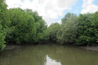 Di Segaro Anak ini, para wisatawan juga dapat mampir ke Sungai Kere. Sungai ini lebih sempit dari perairan yang besar sebelumnya. Jarak antara Anda dan pepohonan mangrove pun amat dekat. Di sinilah turis menyebutnya sebagai Amazon! (Afif/detikTravel)