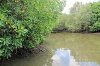 Saat di Sungai Kere, aneka jenis suara serangga dapat terdengar jelas. Airnya pun berwarna cokelat, namun tanpa sampah sama sekali. Suasananya benar-benar tenang dan damai (Afif/detikTravel)