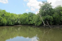 Tak berlebihan menyebut Segaro Anak sebagai Sungai Amazon di Banyuwangi. Tanpa ditempati manusia, kawasan hutan mangrove ini wajib masuk destinasi liburan Anda selanjutnya (Afif/detikTravel)