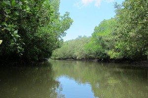 Segaro Anak, Sungai Amazon ala Banyuwangi