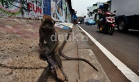 Nantinya monyet yang digunakan untuk mengamen akan dilepas di Taman Margasatwa Ragunan.