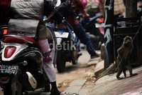 Sementara itu, untuk pawang monyetnya, Pemprov DKI telah menyiapkan pembinaan khusus.