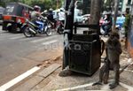 Jakarta Targetkan Bebas Topeng Monyet di 2014