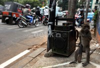 Isu topeng monyet di Jakarta sempat ramai dan diberitakan kantor berita luar negeri.