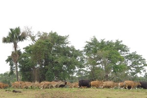 Inilah Afrika ala Banyuwangi!